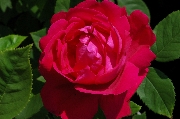 Remontant Rosen - Ulrich Brunner Fils