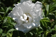 Rosa Rugosa - Blanche Double de Coubert