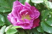 Rosa Rugosa - Moje Hammerberg
