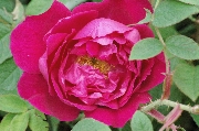 Rosa Rugosa - Parfum de l'Ha�