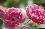 Rosa Rugosa - Pink Grootendorst