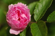 Rosa Rugosa - Pink Grootendorst