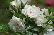 Rosa Rugosa - Wei�e Nelkenrose (`White Grootendorst`)
