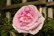 Rosa Borbonica - Blairii II