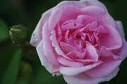 Rosa Borbonica - Blairii II