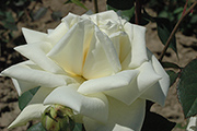 Teehybriden - Kaiserin Auguste Viktoria 'Reine Augusta Victoria'