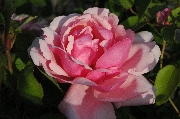 Teehybriden - Lady Mary Fitzwilliam