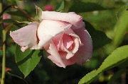Teehybriden - Mevrouw Am�lie Muller