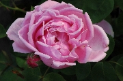 Teehybriden - Mme. Caroline Testout