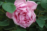 Teehybriden - Mme. Caroline Testout