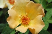Teehybriden - Mrs. Oakley Fisher