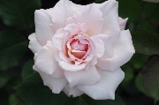 Teehybriden - Oph�lia