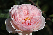 Kletterrosen und Rambler - Albertine