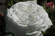 Rosa Borbonica - Boule de Neige