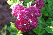 Kletterrosen und Rambler - Bleu Magenta