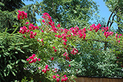 Kletterrosen und Rambler - Crimson Rambler
