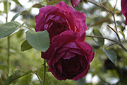 Rosa Borbonica - Catherine Guillot (Michelle Bonnet)