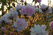 Kletterrosen und Rambler - Paul's Himalayan Musk