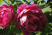 Rosa Borbonica - Commandant Beaurepaire