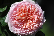 Englische Rosen - Abraham Darby