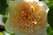 Englische Rosen - Charity