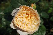 Englische Rosen - Charity