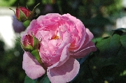 Englische Rosen - AUSfirst
