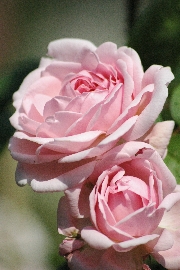 Englische Rosen - Eglantyne