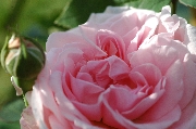 Englische Rosen - Eglantyne