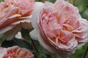 Englische Rosen - Evelyn
