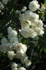 Englische Rosen - Francine Austin