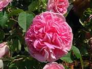 Englische Rosen - Gertrude Jeckyll