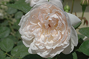 Englische Rosen - Glamis Castle