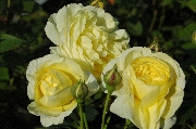 Englische Rosen - Golden Border