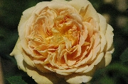 Englische Rosen - Golden Celebration