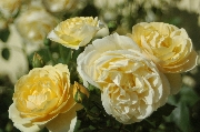 Englische Rosen - Graham Thomas