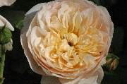 Englische Rosen - Jayne Austin