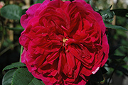 Englische Rosen - L. D. Braithwaite