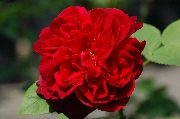 Englische Rosen - L. D. Braithwaite