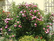 Englische Rosen - Mary Rose