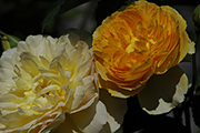 Englische Rosen - Molineux