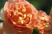 Englische Rosen - Pat Austin