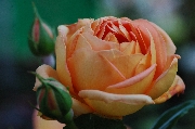 Englische Rosen - Pat Austin