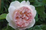 Englische Rosen - Sharifa Asma