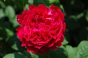 Englische Rosen - Sir Edward Elgar