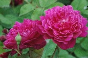 Englische Rosen - Sophys Rose