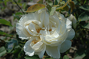 Rosa Borbonica - Kronprinzessin Viktoria