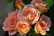 Englische Rosen - Sweet Dream