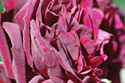 Englische Rosen - Tradescant