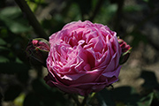 Rosa Borbonica - Louise Odier